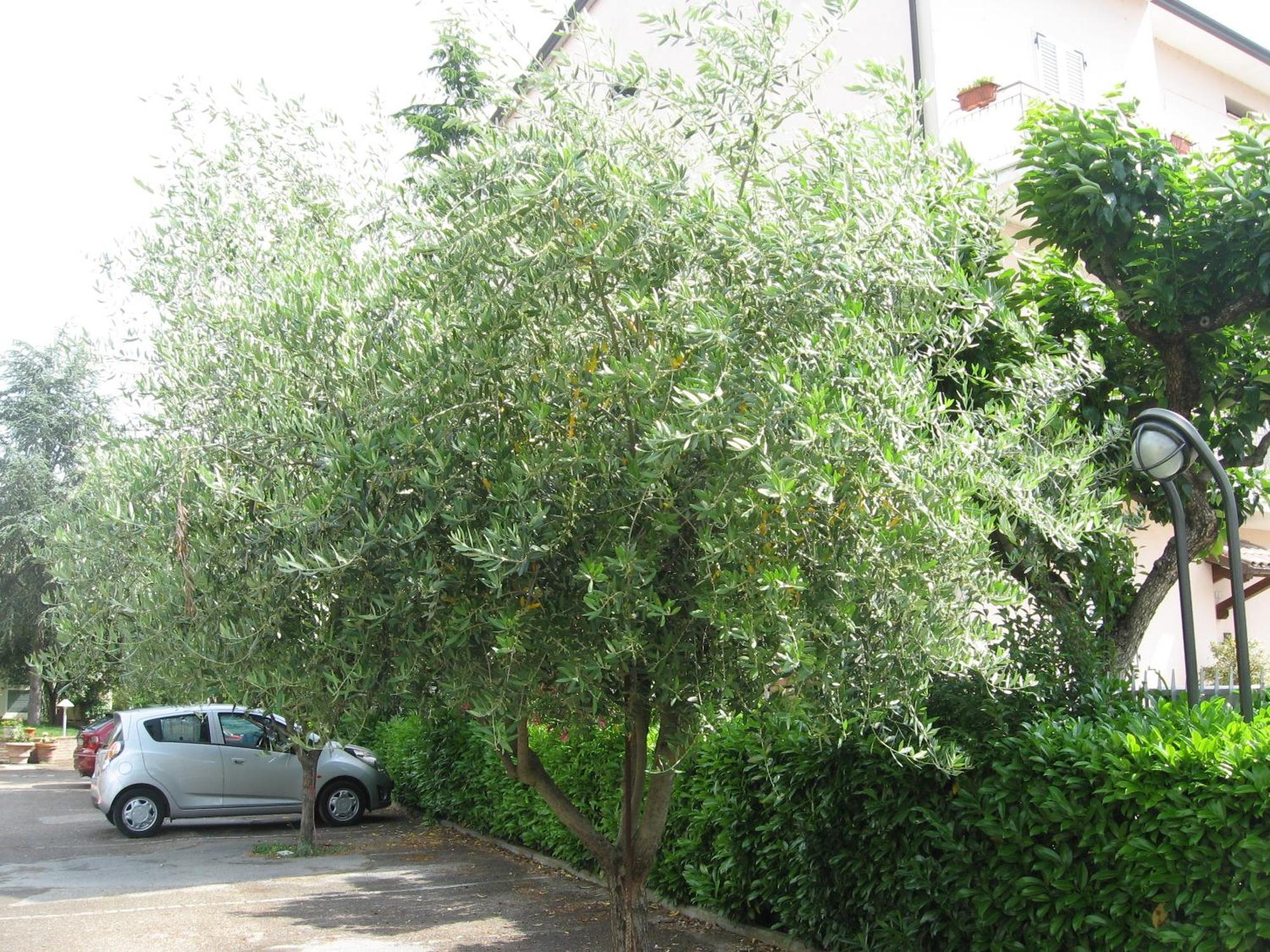Campiglione Hotel Ασίζη Εξωτερικό φωτογραφία